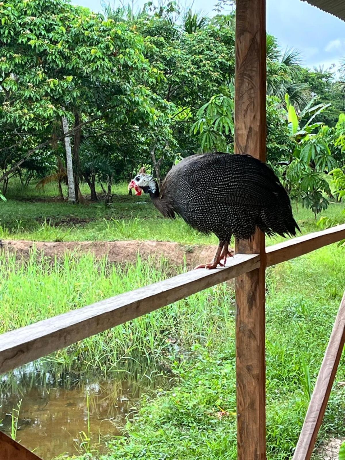 Purachata Ecolodge Iquitos Exterior photo