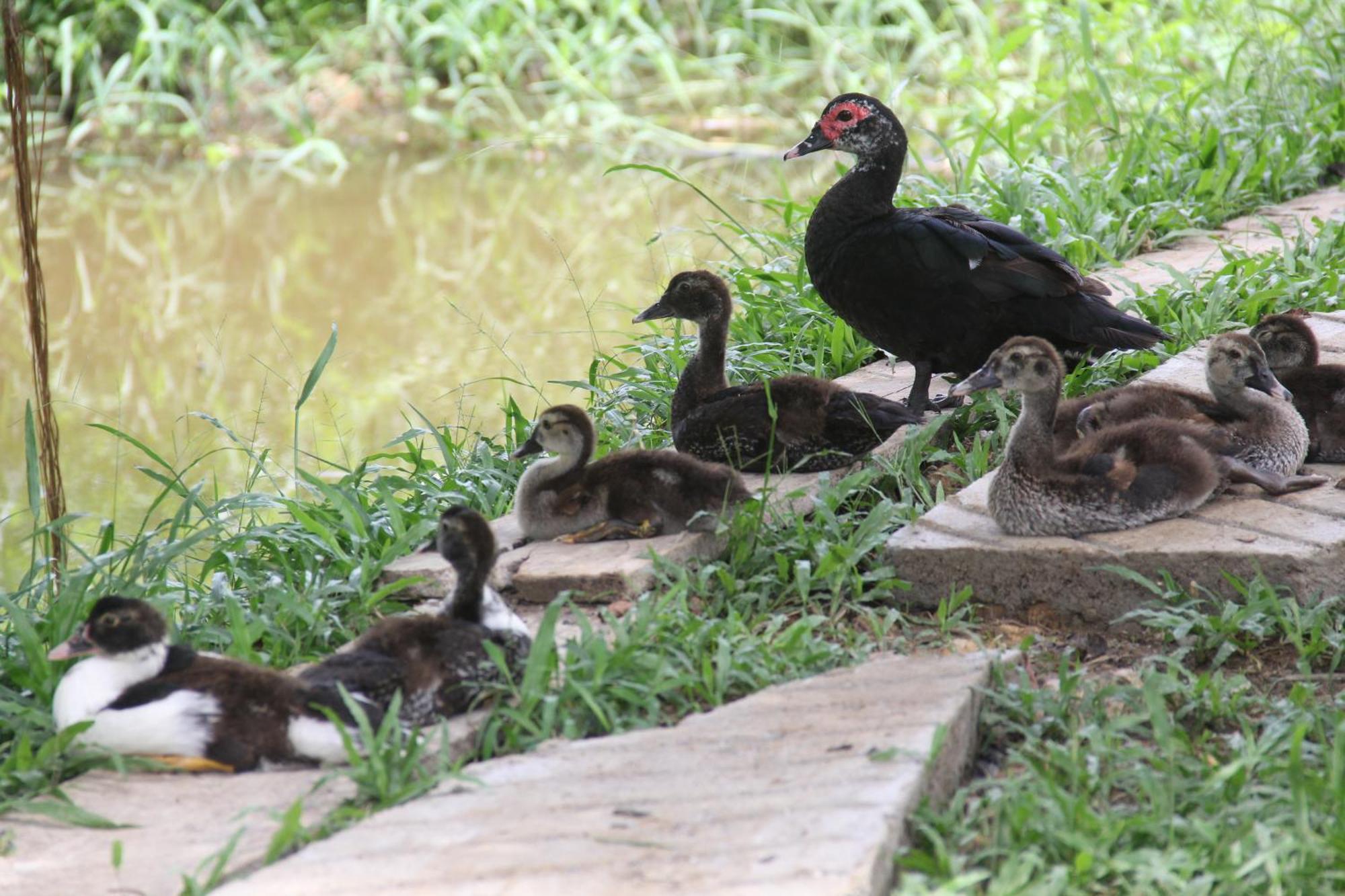 Purachata Ecolodge Iquitos Exterior photo